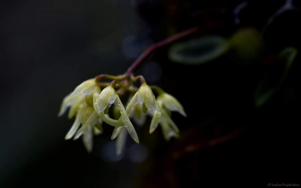 Bulbophyllum trimenii (Hook.f.) J.J.Sm.